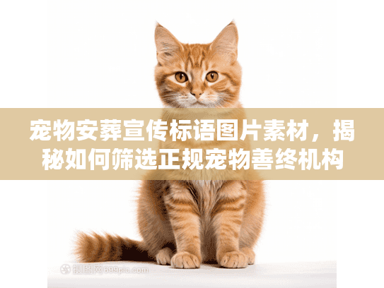 宠物安葬宣传标语图片素材，揭秘如何筛选正规宠物善终机构