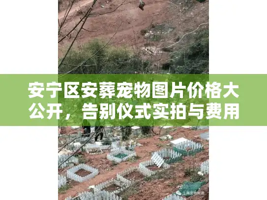 安宁区安葬宠物图片价格大公开，告别仪式实拍与费用清单