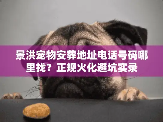 景洪宠物安葬地址电话号码哪里找？正规火化避坑实录