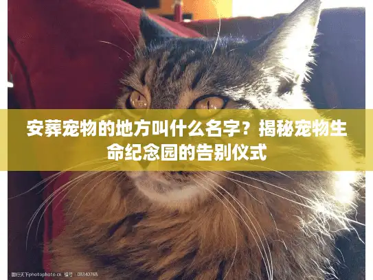 安葬宠物的地方叫什么名字？揭秘宠物生命纪念园的告别仪式