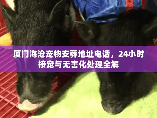 厦门海沧宠物安葬地址电话，24小时接宠与无害化处理全解