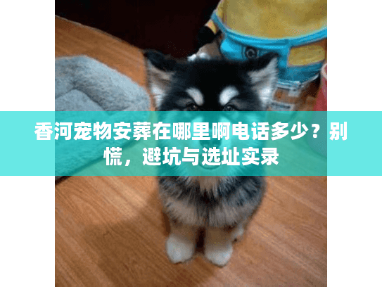 香河宠物安葬在哪里啊电话多少?别慌,避坑与选址实录 香河宠物安葬在哪里啊电话多少?别慌,避坑与选址实录