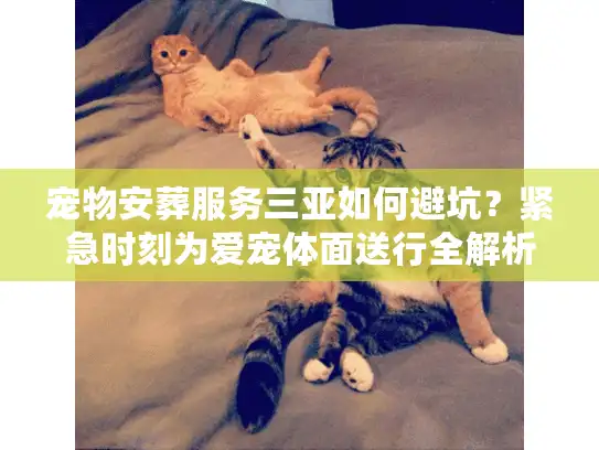 宠物安葬服务三亚如何避坑？紧急时刻为爱宠体面送行全解析