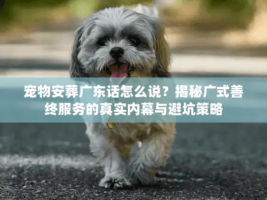 宠物安葬广东话怎么说？揭秘广式善终服务的真实内幕与避坑策略