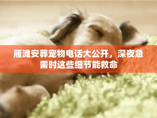 雁滩安葬宠物电话大公开，深夜急需时这些细节能救命