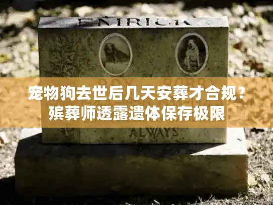 宠物狗去世后几天安葬才合规?殡葬师透露遗体保存极限 宠物狗去世后几天安葬才合规?殡葬师透露遗体保存极限