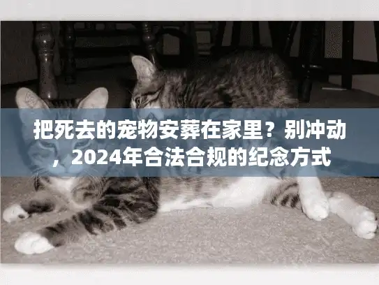 把死去的宠物安葬在家里？别冲动，2024年合法合规的纪念方式