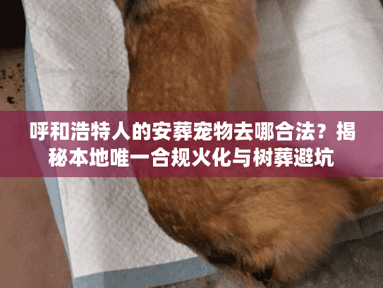 呼和浩特人的安葬宠物去哪合法？揭秘本地唯一合规火化与树葬避坑