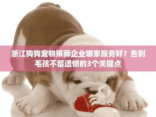 浙江狗狗宠物殡葬企业哪家服务好？告别毛孩不留遗憾的3个关键点