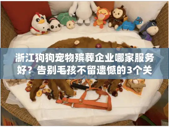 浙江狗狗宠物殡葬企业哪家服务好？告别毛孩不留遗憾的3个关键点
