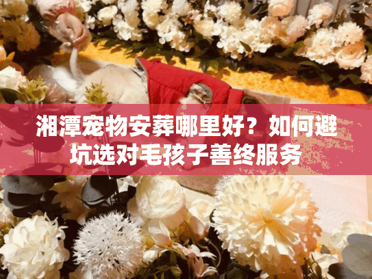 湘潭宠物安葬哪里好？如何避坑选对毛孩子善终服务