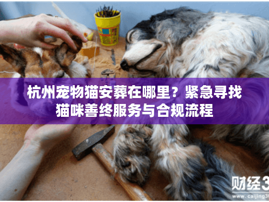 杭州宠物猫安葬在哪里？紧急寻找猫咪善终服务与合规流程
