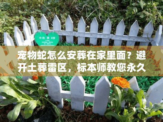 宠物蛇怎么安葬在家里面?避开土葬雷区,标本师教您永久留念 宠物蛇怎么安葬在家里面?避开土葬雷区,标本师教您永久留念