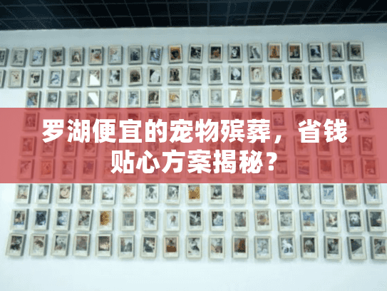 罗湖便宜的宠物殡葬，省钱贴心方案揭秘？