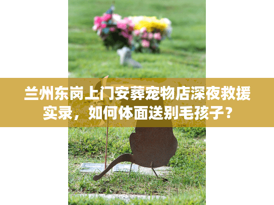 兰州东岗上门安葬宠物店深夜救援实录，如何体面送别毛孩子？