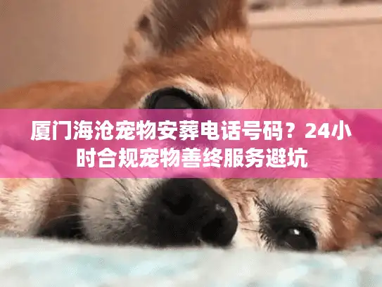厦门海沧宠物安葬电话号码？24小时合规宠物善终服务避坑