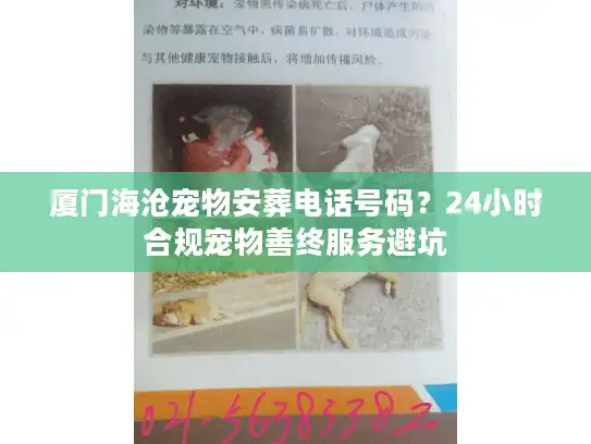 厦门海沧宠物安葬电话号码？24小时合规宠物善终服务避坑