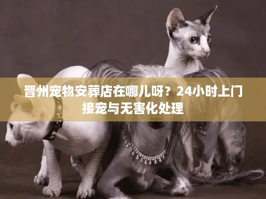 晋州宠物安葬店在哪儿呀？24小时上门接宠与无害化处理