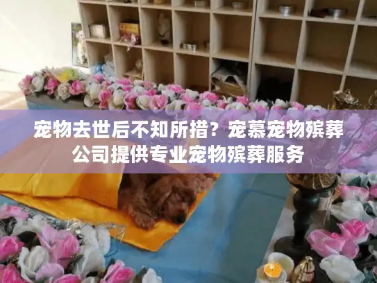 宠物去世后不知所措？宠慕宠物殡葬公司提供专业宠物殡葬服务