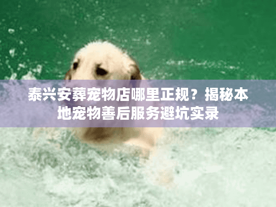 泰兴安葬宠物店哪里正规？揭秘本地宠物善后服务避坑实录