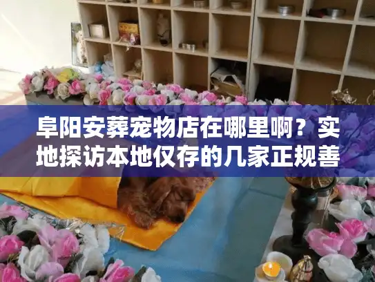阜阳安葬宠物店在哪里啊？实地探访本地仅存的几家正规善终机构