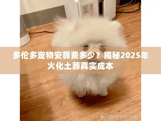 多伦多宠物安葬费多少？揭秘2025年火化土葬真实成本