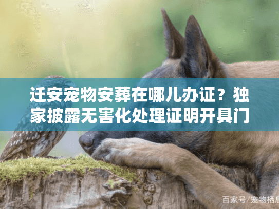 迁安宠物安葬在哪儿办证?独家披露无害化处理证明开具门道 迁安宠物安葬在哪儿办证?独家披露无害化处理证明开具门道