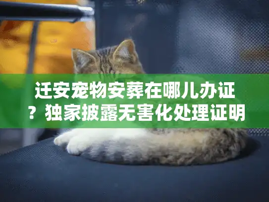 迁安宠物安葬在哪儿办证?独家披露无害化处理证明开具门道 迁安宠物安葬在哪儿办证?独家披露无害化处理证明开具门道