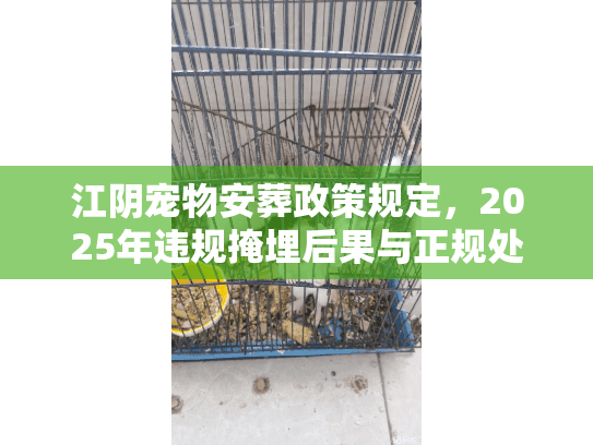 江阴宠物安葬政策规定，2025年违规掩埋后果与正规处置
