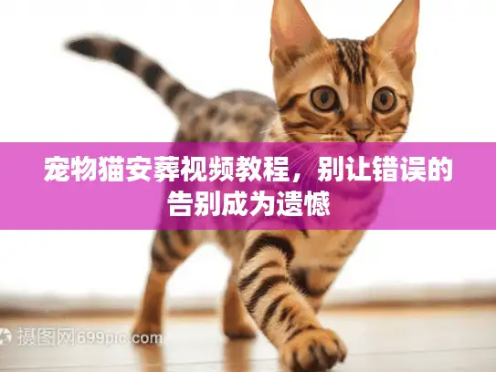 宠物猫安葬视频教程，别让错误的告别成为遗憾