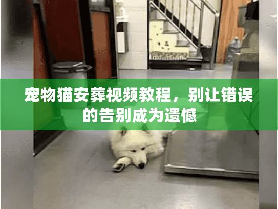 宠物猫安葬视频教程，别让错误的告别成为遗憾