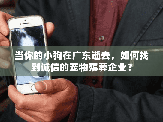 当你的小狗在广东逝去，如何找到诚信的宠物殡葬企业？