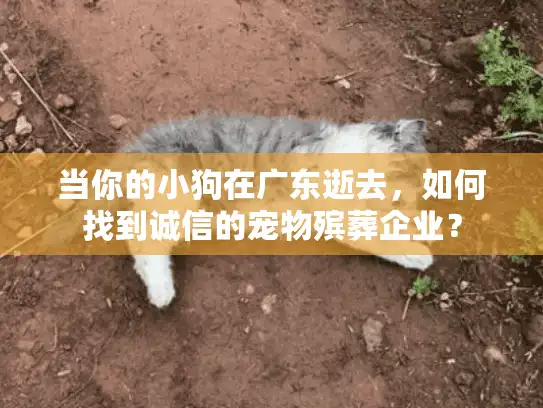 当你的小狗在广东逝去，如何找到诚信的宠物殡葬企业？