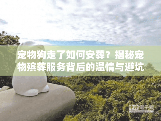 宠物狗走了如何安葬？揭秘宠物殡葬服务背后的温情与避坑门道