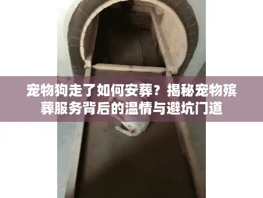 宠物狗走了如何安葬？揭秘宠物殡葬服务背后的温情与避坑门道