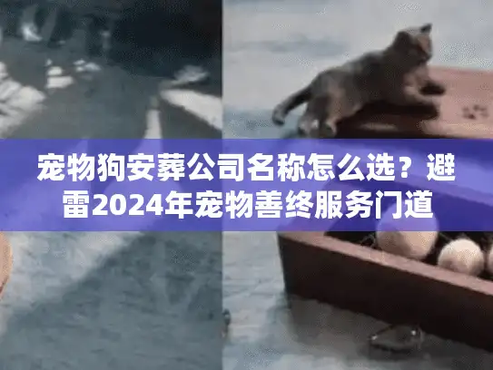 宠物狗安葬公司名称怎么选？避雷2024年宠物善终服务门道
