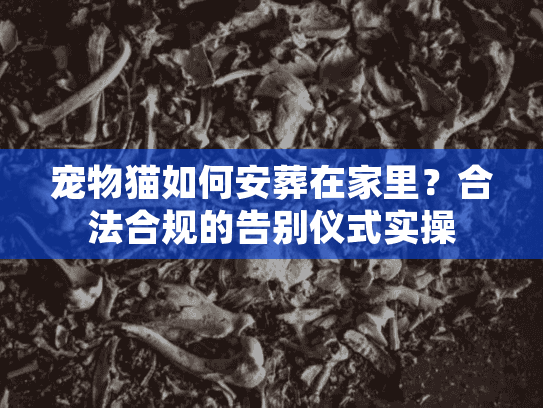 宠物猫如何安葬在家里？合法合规的告别仪式实操