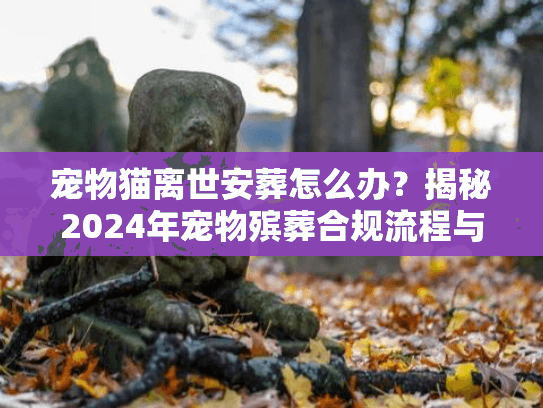 宠物猫离世安葬怎么办？揭秘2024年宠物殡葬合规流程与避坑术