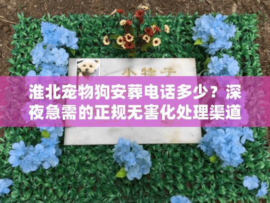 淮北宠物狗安葬电话多少？深夜急需的正规无害化处理渠道