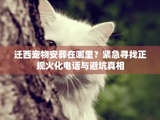 迁西宠物安葬在哪里？紧急寻找正规火化电话与避坑真相