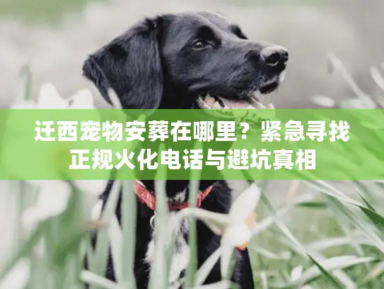 迁西宠物安葬在哪里？紧急寻找正规火化电话与避坑真相