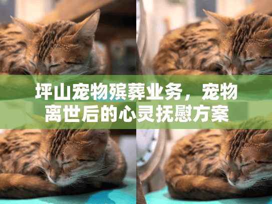 坪山宠物殡葬业务，宠物离世后的心灵抚慰方案