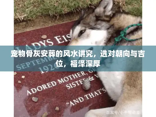 宠物骨灰安葬的风水讲究,选对朝向与吉位,福泽深厚 宠物骨灰安葬的风水讲究,选对朝向与吉位,福泽深厚