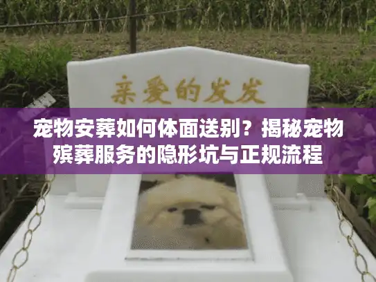 宠物安葬如何体面送别?揭秘宠物殡葬服务的隐形坑与正规流程 宠物安葬如何体面送别?揭秘宠物殡葬服务的隐形坑与正规流程