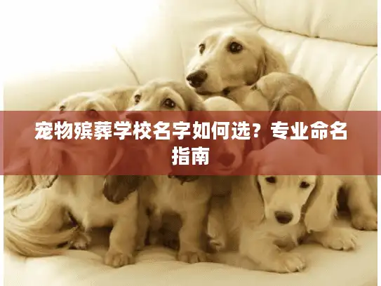 宠物殡葬学校名字如何选？专业命名指南