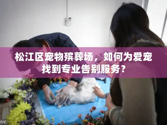 松江区宠物殡葬场，如何为爱宠找到专业告别服务？