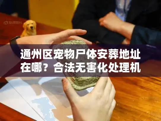 通州区宠物尸体安葬地址在哪？合法无害化处理机构深度测评