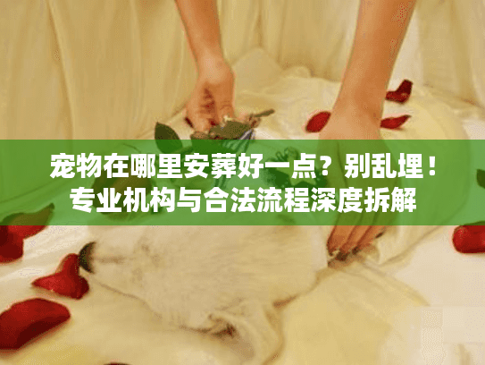 宠物在哪里安葬好一点？别乱埋！专业机构与合法流程深度拆解