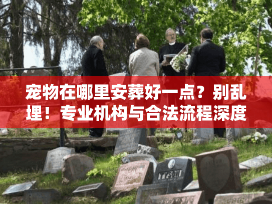 宠物在哪里安葬好一点？别乱埋！专业机构与合法流程深度拆解