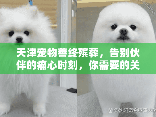 天津宠物善终殡葬，告别伙伴的痛心时刻，你需要的关键服务